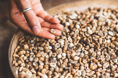 Green Papua New Guinea Beans - Fair Trade Organic